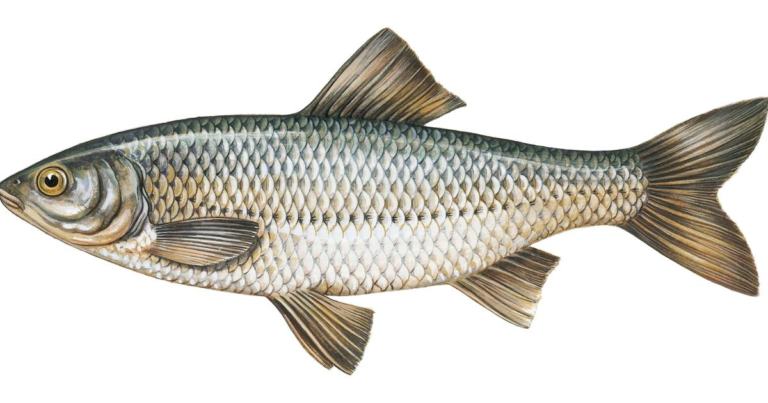 A TV show cooking segment featured a chef frying fish. It ended up being a near-extinct species – and fishermen were furious.