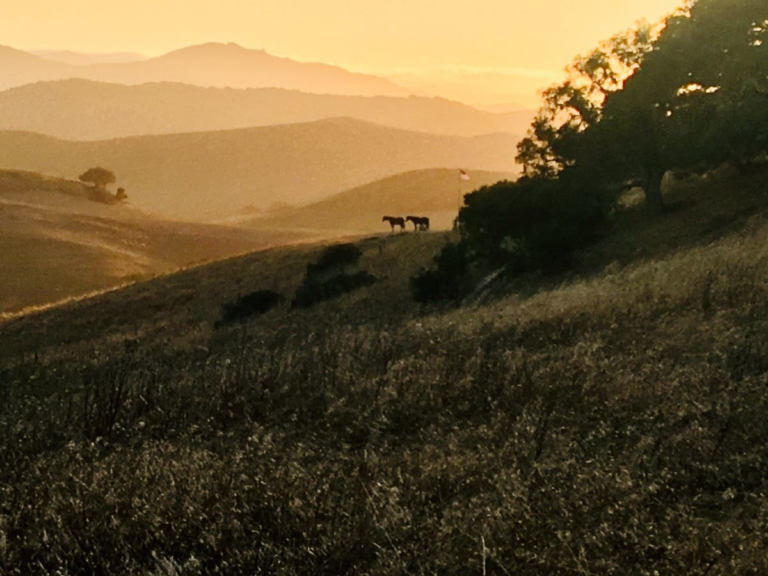 Rolling Petaluma Hills Turn Golden At Dusk: Photo Of The Day