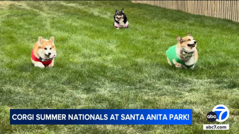 Corgis compete at Santa Anita in adorable race, family-friendly event