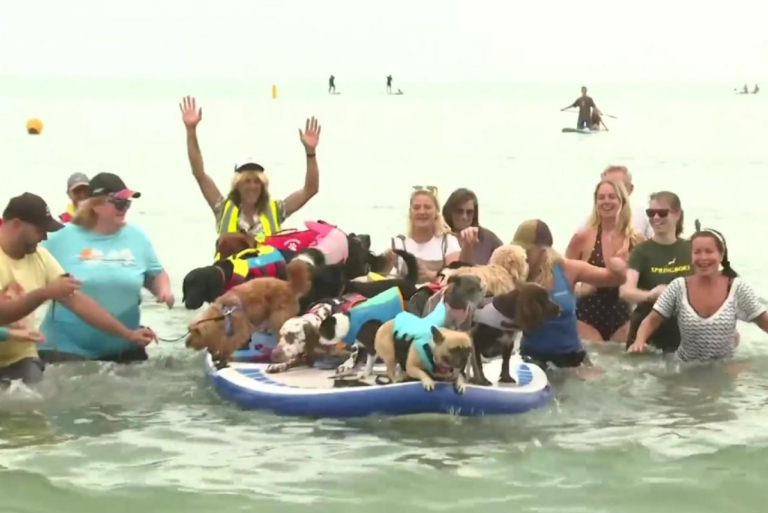 Paddleboarding pooches break three world records