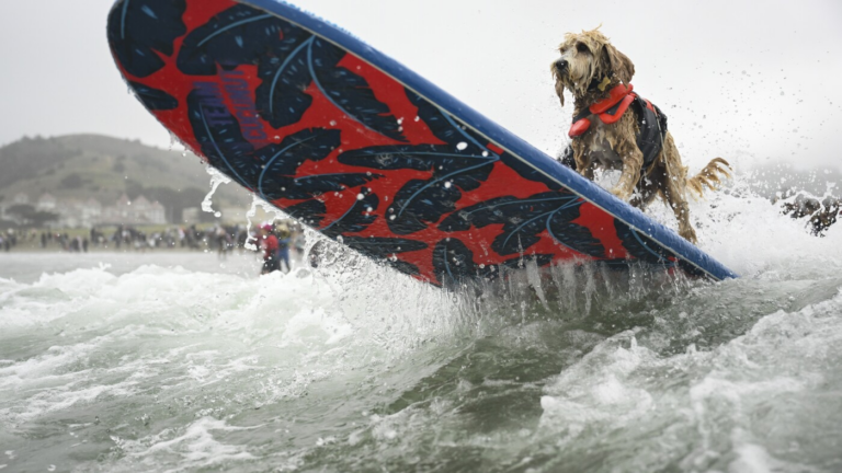 Who’s the top dog? Wave-riding canines compete in the World Dog Surfing Championships