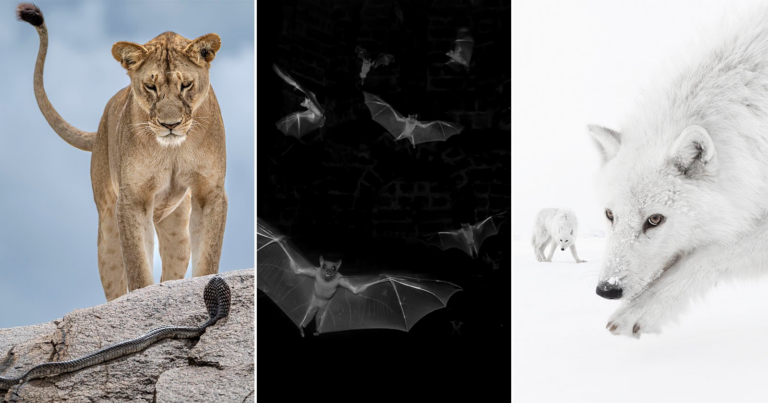 15 Breathtaking Photos From the 61st Wildlife Photographer of the Year