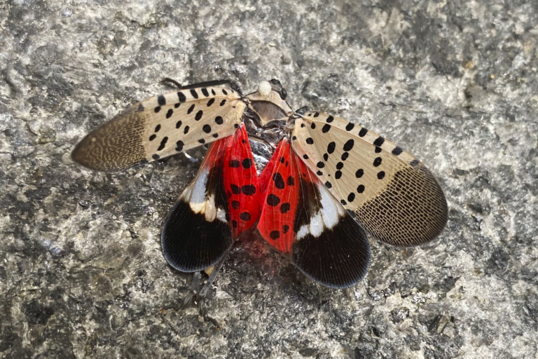 Mob of invasive spotted lanternflies appear on DC area’s weather radar