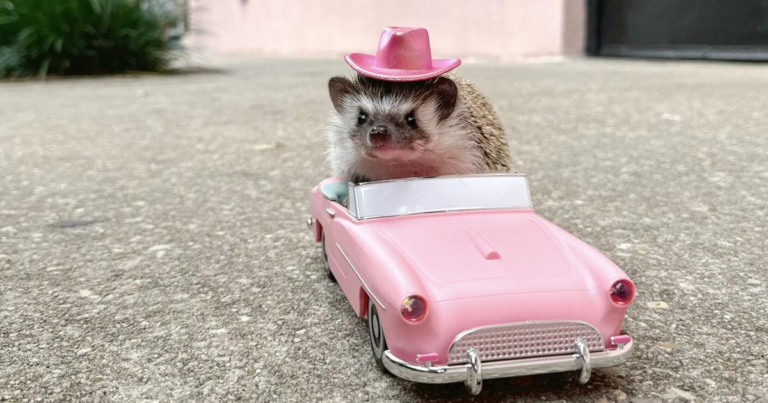 Charleston’s celebrity hedgehog featured in People magazine