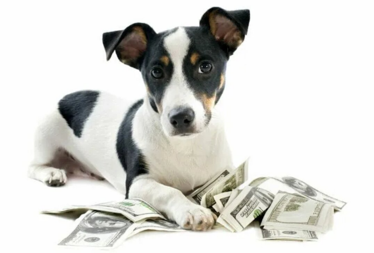 How Much Does It Cost to Ship a Dog? CitizenShipper