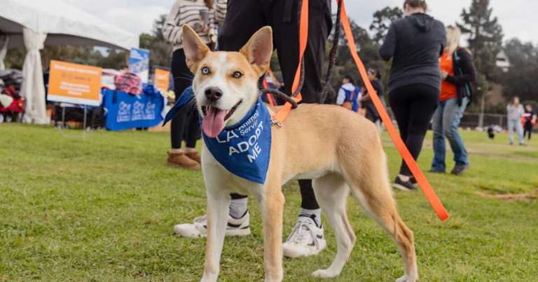 Best Friends Super Adoption 2025: Dates, Details, and How to Attend