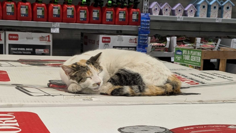 Francine the Virginia Lowe’s cat featured on ‘CBS Sunday Morning’