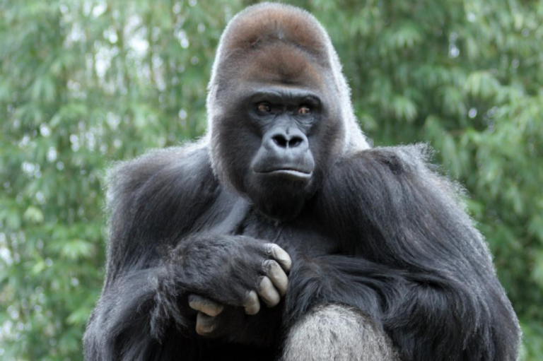 Bronx Zoo’s ‘amazing’ blind gorilla, Ntondo, dies of ‘acute cardiac event’