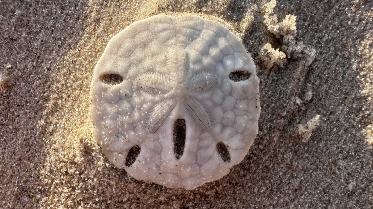 Can you find sand dollars on the beach in Marco Island, Florida?