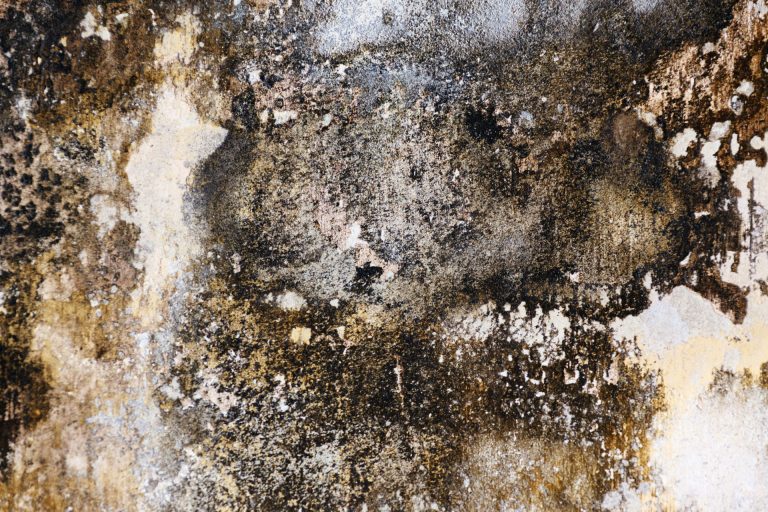 “Beyond The Diagnosis” on BrightU: Mold exposure makes you chronically ill