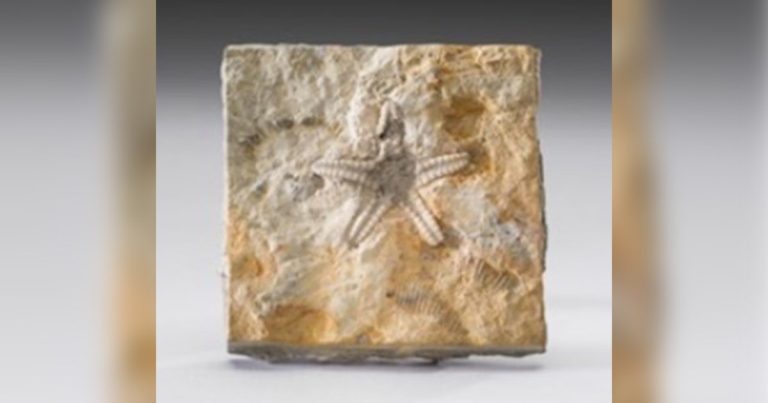 Minnesota fossil featured at Smithsonian National Museum this month